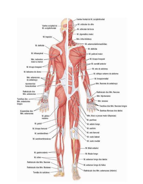 Imagem Do Sistema Muscular Para Imprimir - MODISEDU