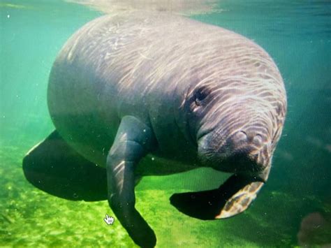 Manatee Facts – Knowledge Challenge 11 - Kobee Manatee