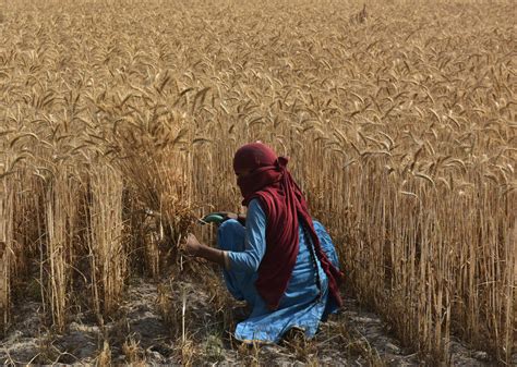 India's food production is not enough end the global food crisis