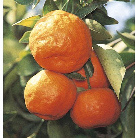 Shop 8.75-Gallon Satsuma Tangerine Tree (LW02828) at Lowes.com