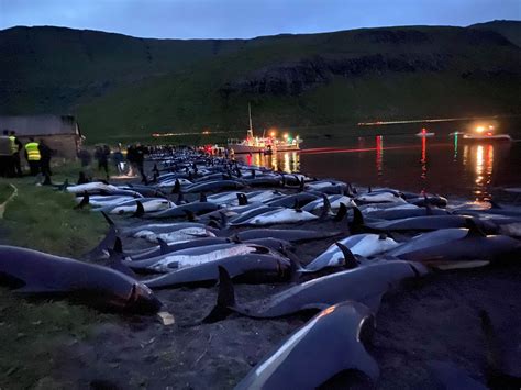 1400 dolphins slaughtered in Faroe Islands of Denmark in one day