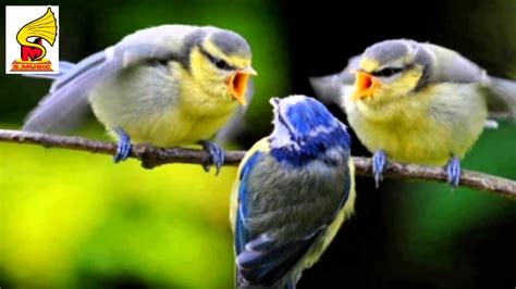 Birds Chirping, Singing and Being Awesome= Bird Sound for Children - YouTube