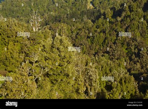 Brown kiwi habitat, North Island, New Zealand Stock Photo - Alamy