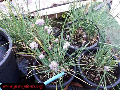 Chives plant - How to grow & care