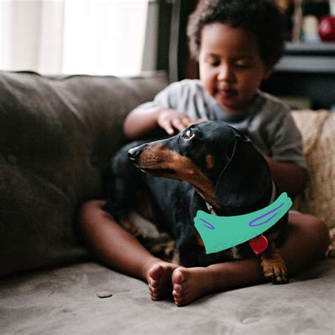 How to prepare your dachshund for your new baby – Witzig