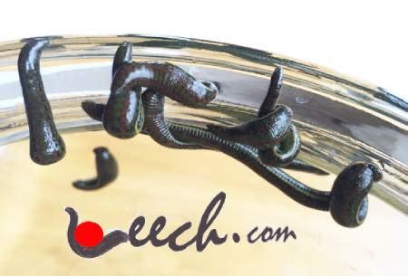 Large Pet Leeches 5-pack – Leech.com