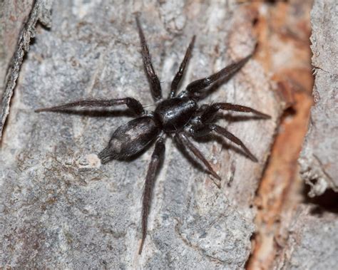 Common Spiders to Watch for In Colorado | Poisonous and Non-Venomous Species