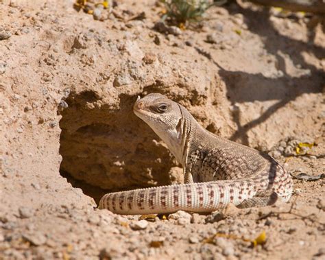 Desert Iguana Facts and Pictures