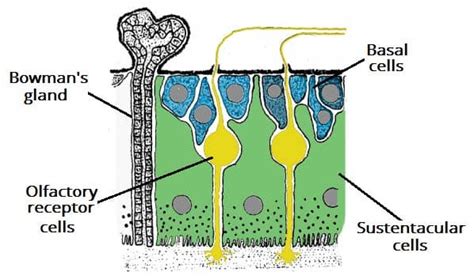 The Olfactory Nerve (CN I) - Pathway - Anosmia - TeachMeAnatomy