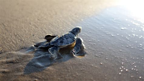 Critical sea turtle habitats in Turkey, Greece and Cyprus 'remain ...