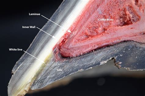 White Line Disease: Understanding the Silent Intruder of Horse Hoof Health for Horse Owners