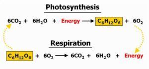 Photosynthesis: Step by Step Guide (Experiments Included)