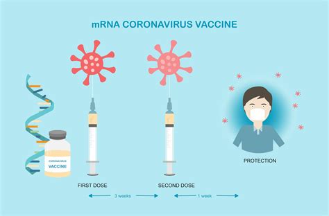 How mRNA vaccines from Pfizer and Moderna work, why they're a breakthrough and why they need to ...