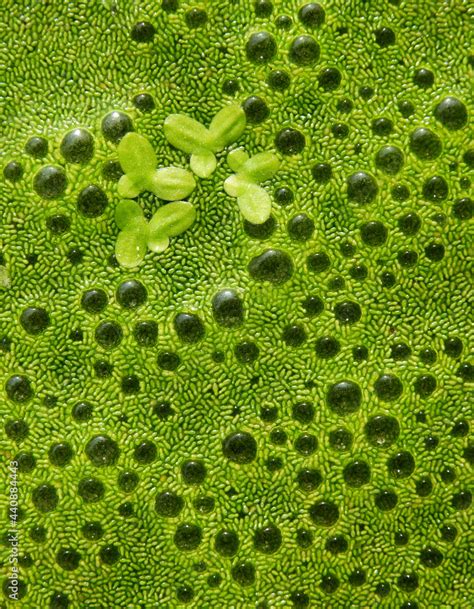 green swamp algae ( Wolffia globosa ) on water texture Stock Photo ...