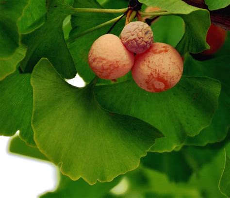 Ginkgo biloba - health benefits of the immortal maidenhair tree, easy prep