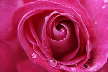 Royalty-Free photo: Closeup photo of red rose | PickPik