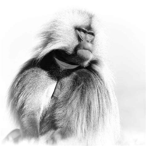 Wildlife Photo Portfolio in Black and White