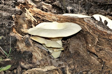 Oyster Mushrooms On Tree Log Free Stock Photo - Public Domain Pictures