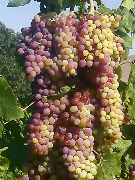 Grape - Wikipedia