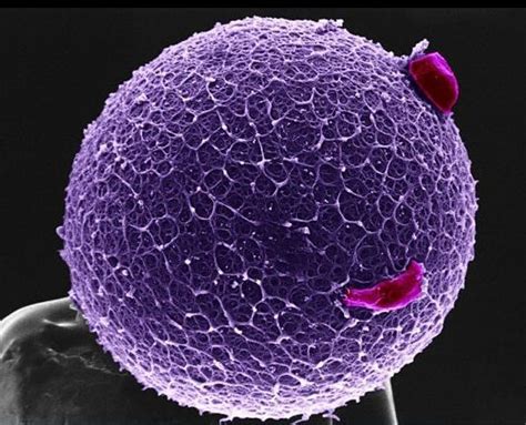 Human Egg | AnatomyBox | Microscopic photography, Microscopic, Microscopic images