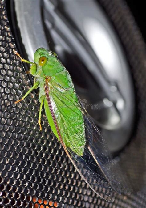 Green Cicada stock photo. Image of claws, eyes, cicada - 24641770