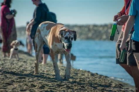 Pet's of Dog Beach | DOG BEACH SAN DIEGO