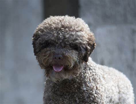 How Much Does A Lagotto Romagnolo Cost