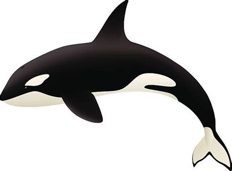 Royalty Free Orca Clip Art, Vector Images & Illustrations - iStock