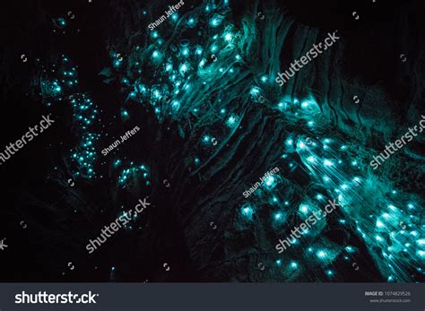 Waitomo Glowworm Caves Waikato New Zealand Stock Photo 1074829526 ...