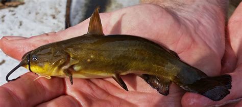 Maryland Biodiversity Project - Yellow Bullhead (Ameiurus natalis)