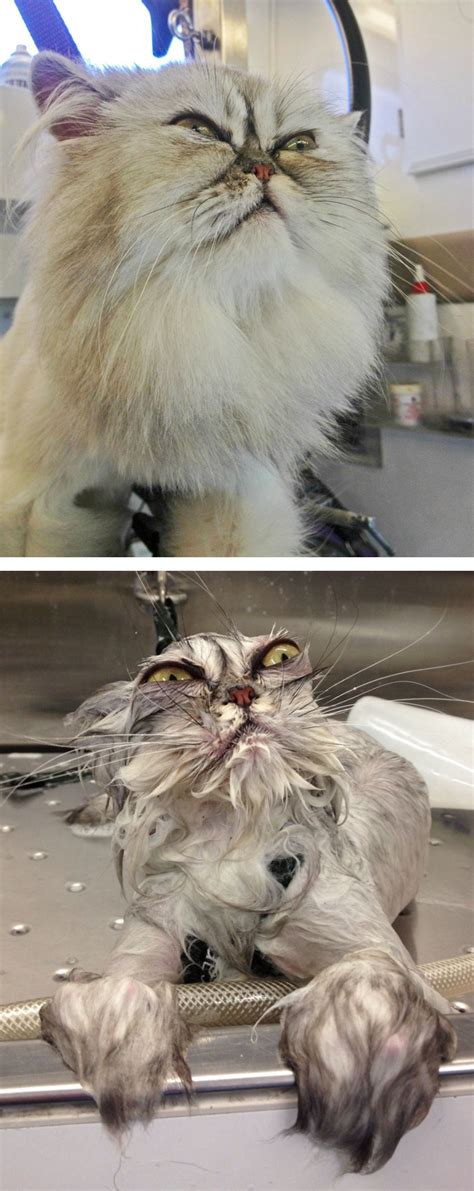 63 Hilarious Animals Before And After A Bath | Bored Panda