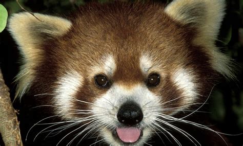 Where Do Red Pandas Live? And Other Red Panda Facts | Stories | WWF