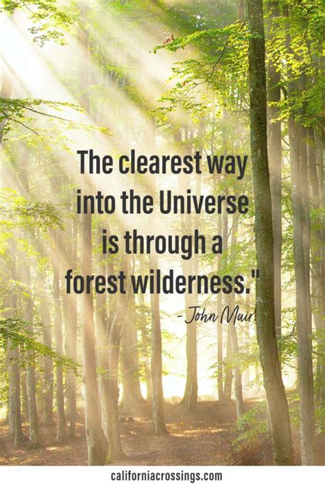 40 Inspiring John Muir Quotes: On Nature, Mountains, Hiking, Trees ...