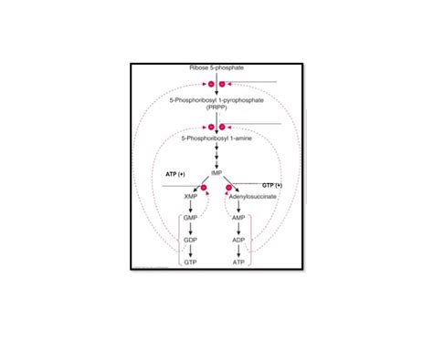 Control of Purine Synthesis Quiz