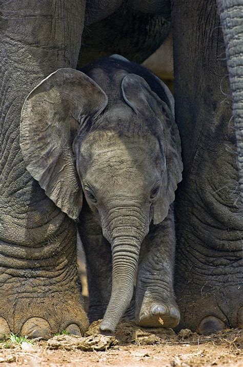 African Elephant Calf Photograph by Tony Camacho/science Photo Library ...