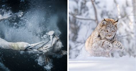 20 Winning Images From The World Nature Photography Awards 2024 | DeMilked