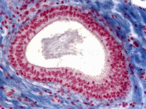 Epithelium; Stratified Cuboidal Duct, | Stock Image - Science Source Images