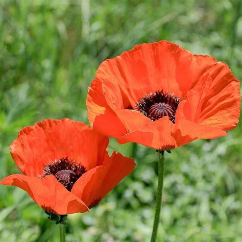 Papaver (Oriental Poppy) | Flowers - Perennials | Scheeringa Farm