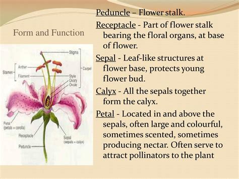 PPT - Discovering Plants PowerPoint Presentation, free download - ID ...