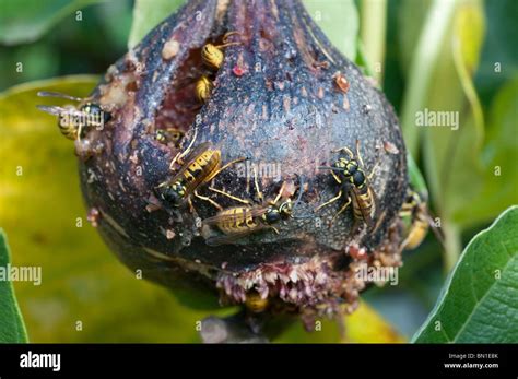 Introduced species of European wasps feeding on ripe figs in an ...