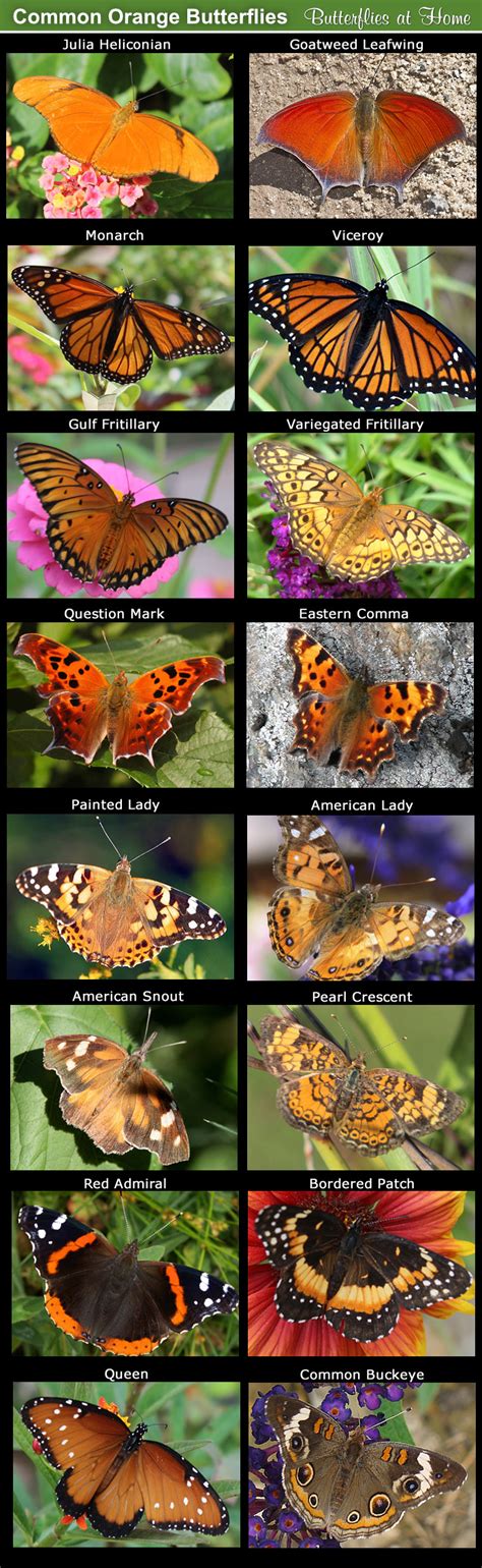 Black Butterfly Identification Chart