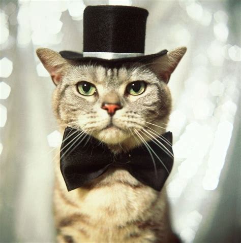 Into The World of Fat Cats: Cats in Hats