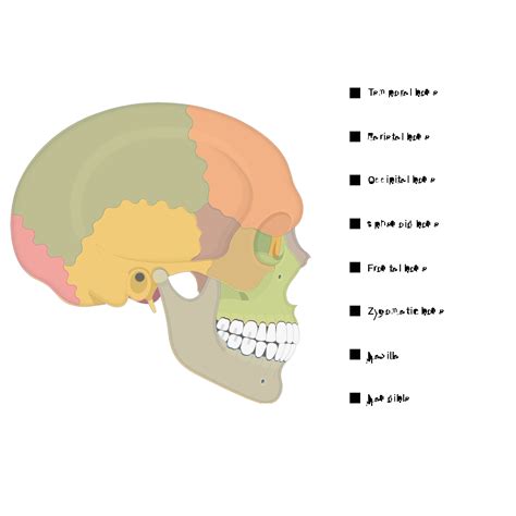 Skull Quiz - Lateral View | GetBodySmart