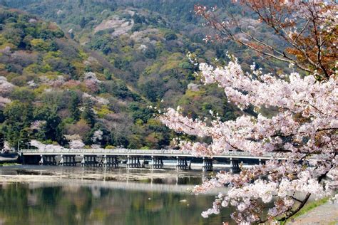 4 Days in Kyoto Spring Itinerary - Cherry Blossom | Kyuhoshi