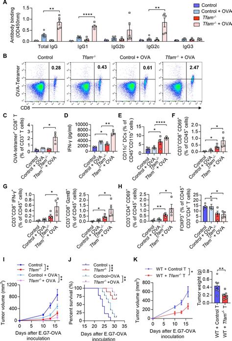 TFAM deficiency in dendritic cells leads to mitochondrial dysfunction and enhanced antitumor ...