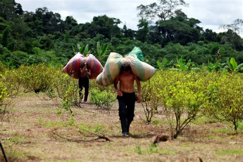 What Colombian farmers can buy when they use cocaine's raw ingredient as currency - Business ...