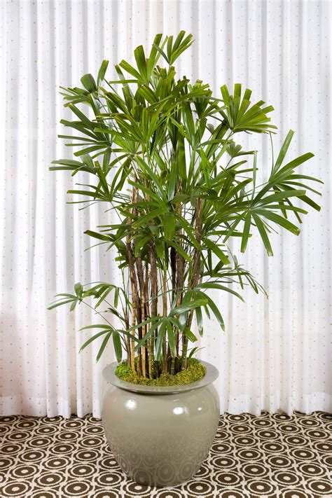 Tall Indoor Plants That are Beautiful and Easy to Maintain