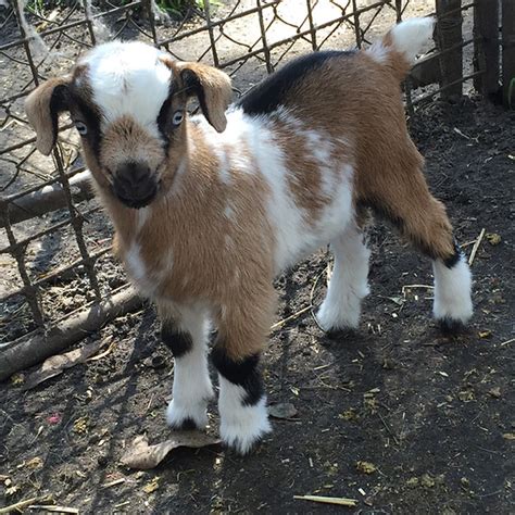 miniature goats for sale perth - Shameka Verdin