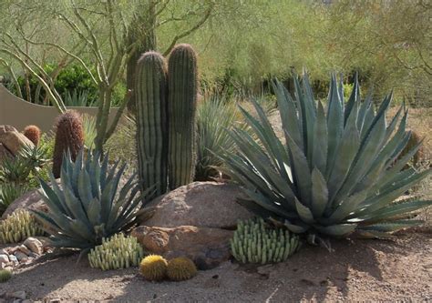 Over-watering plants in the desert is a common and costly mistake | Scottsdale - Homes for Sale ...