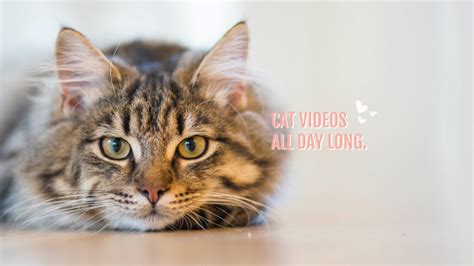 Free Cat Videos All Day Long Template - Customize with PicMonkey